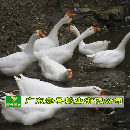 广州 大种白鹅苗  包打疫苗包运输路损   免费提供养殖技术