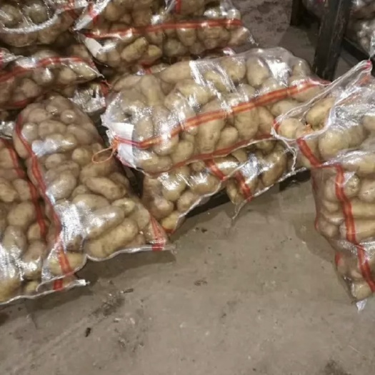 上海荷兰15号土豆 3两以上
