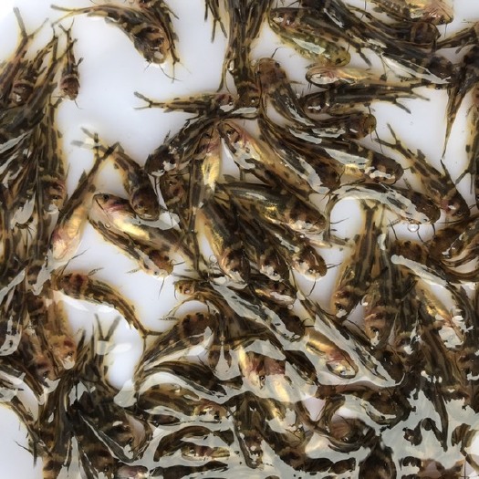 广州 优质黄骨鱼苗 黄颡鱼苗 黄辣丁鱼苗