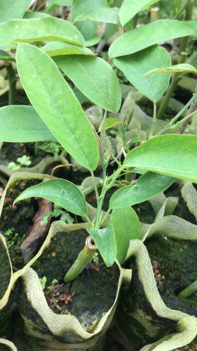 荔枝味百香果苗 荔枝味百香果