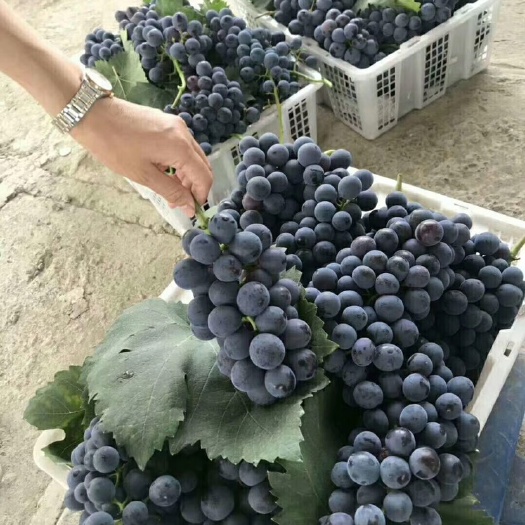 成都夏黑葡萄 优质夏黑已上市了