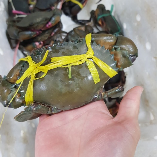 上海缅甸黑蟹 印尼马来缅甸多产地青蟹