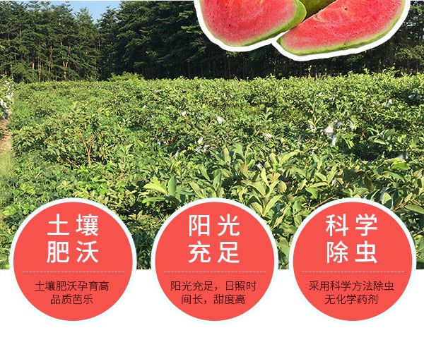 软糯红心芭乐当季新鲜番石榴现摘热带红肉水果应季一箱也是批发价