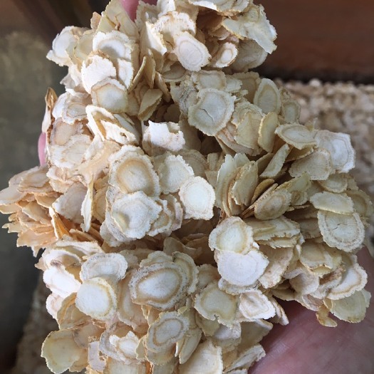 玉林 春夏易发困，适饮西洋参！
西洋参
又名花旗参，性寒、味苦，有