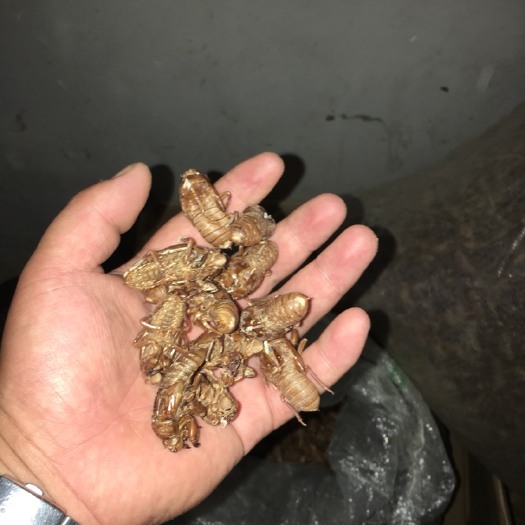 庐江县蝉蜕