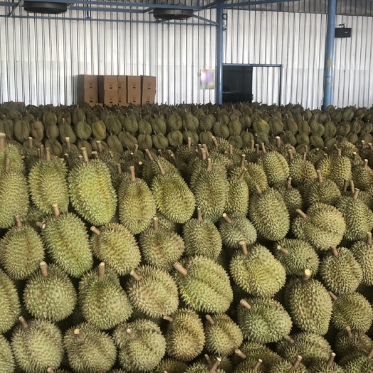 昆明 泰国金枕头榴莲批发，代采购，报关运输