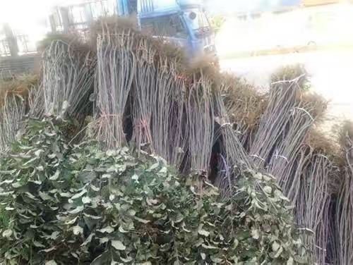 烟台 烟台红富士苹果树苗南方北方种植地栽庭院果树苗