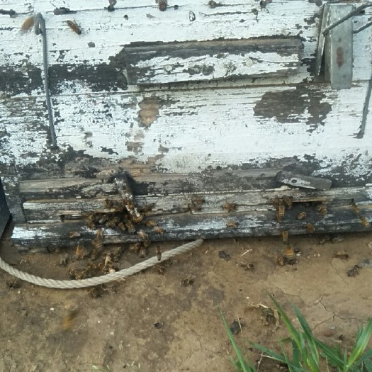 昆明蜂王浆 荆条蜜大量批发。 支持第三方检测有需要的价格细谈
