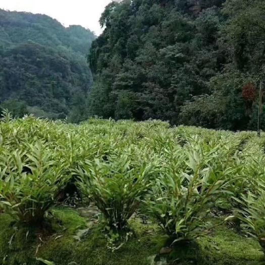 江门 金叉石斛