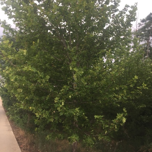 荣成市 速生法桐