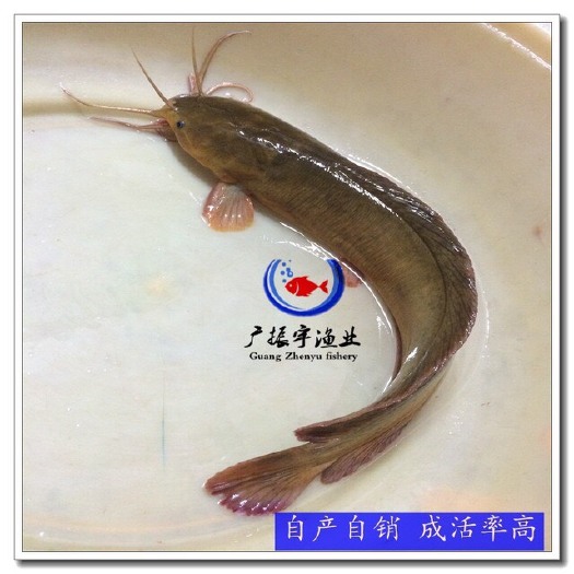 博罗县 塘鲺鱼苗  土塘鲺鱼苗 大量现货供应
