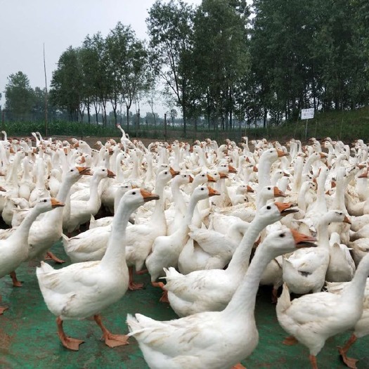 息县 喂纯粮食放养大白鹅