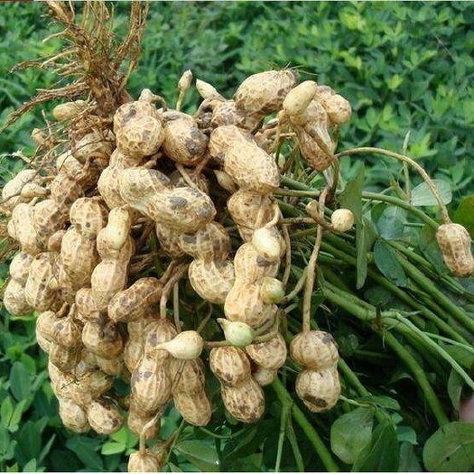 东海县鲜花生 带壳花生 鲜货