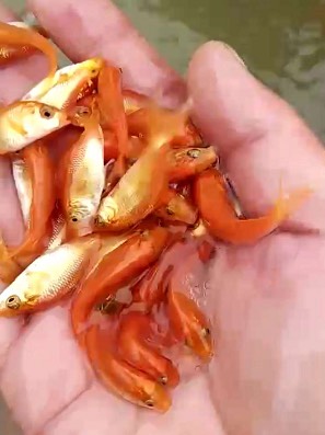 高州市 兴国红鲤鱼苗，有自孵水花