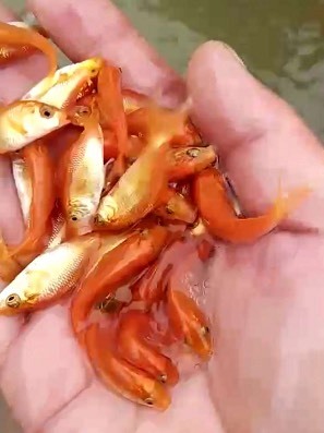 兴国红鲤鱼苗，有自孵水花