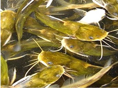 池塘黄颡鱼 杂交单性黃黄骨鱼苗 有自孵水花