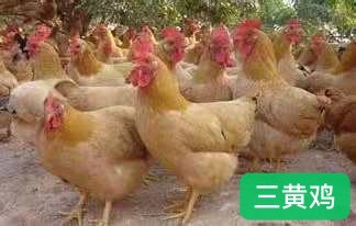 广州 三黄鸡鸡苗  厂家直销 存活率高