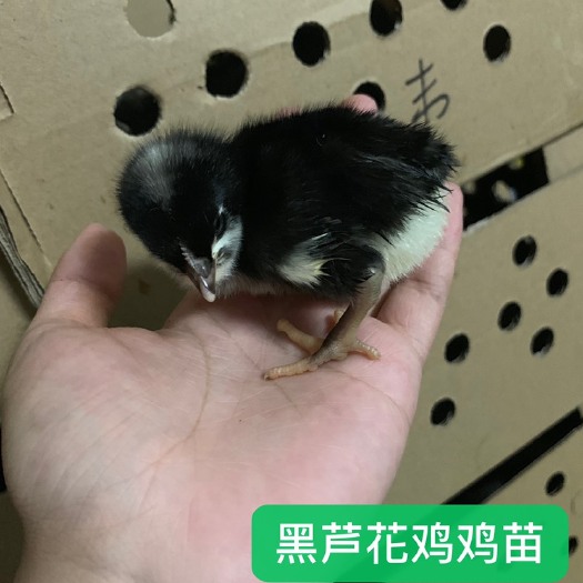 广州 黑芦花鸡鸡苗 厂家直销 存活率高