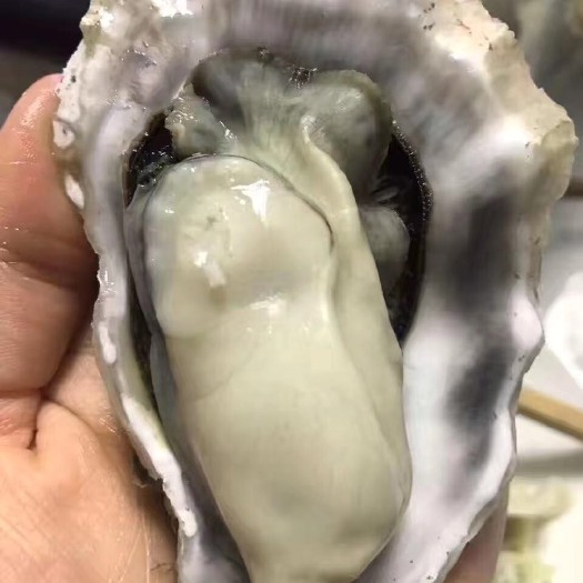 烟台 生蚝鲜活海蛎子新鲜牡蛎海鲜水产贝类4斤包邮