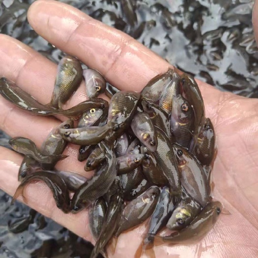 广州 广东宝悦水产禾花鲤鱼苗 鲤鱼苗 大量供应