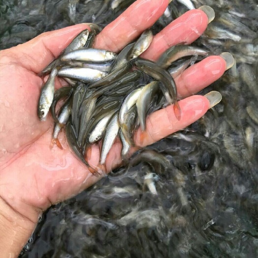 广州 广东宝悦水产大量批发银鳕鱼苗 大鳞鲃银鳕鱼苗 品质保证