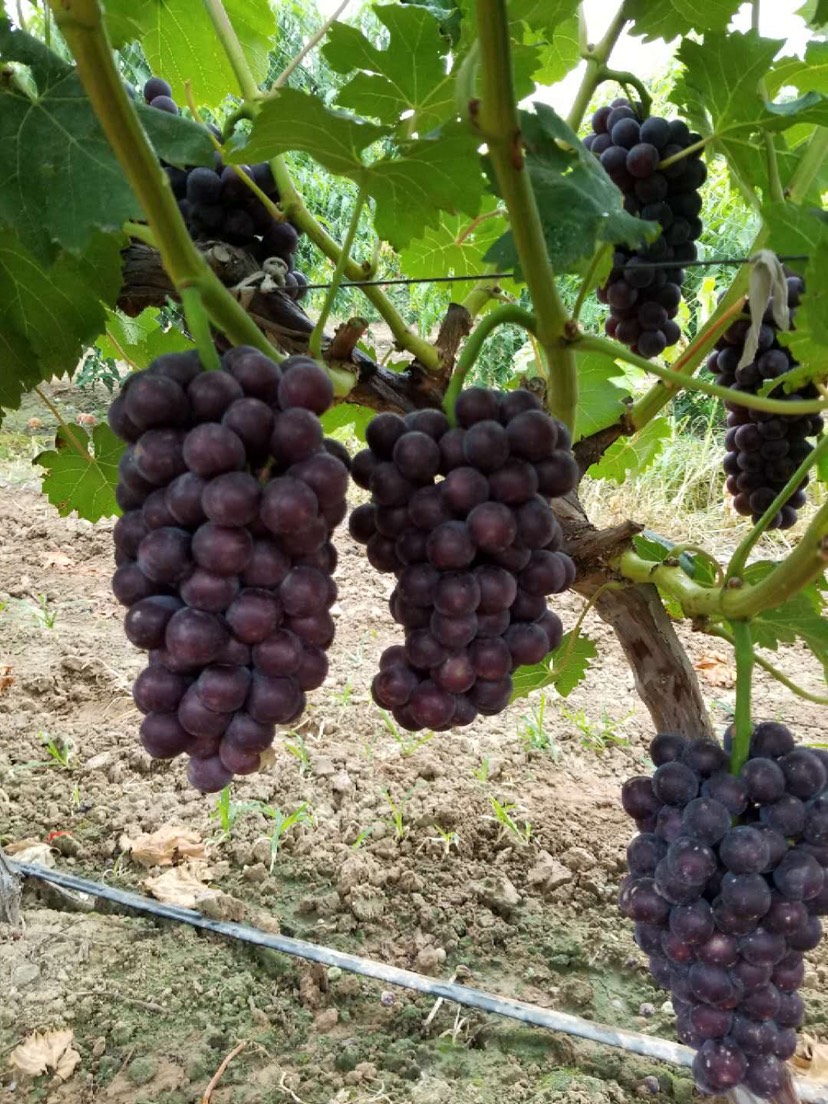  陕西葡萄价格，浒苔8号葡萄基地产地批发行情