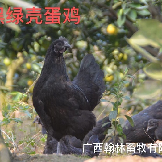 南宁五黑鸡苗 母