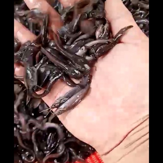 高州市塘鲺苗  塘角 /三黄杂交/塘鲺鱼苗 有自孵水花