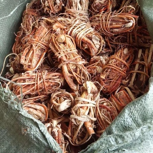 江门 五指毛桃