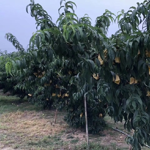 无锡 无锡阳山水蜜桃