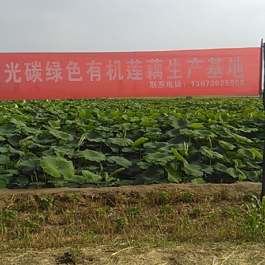 南乐县鄂莲6号 10~15cm 5-7cm 