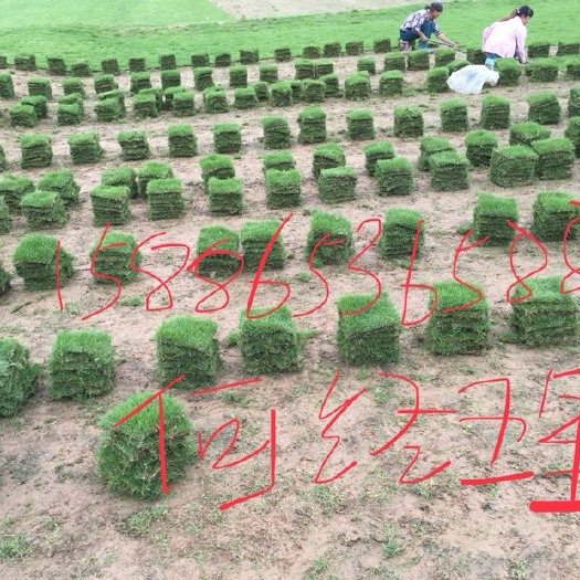 郴州马尼拉草皮