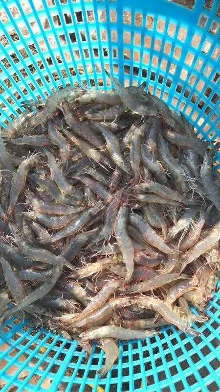 高州市基围虾苗 只育供第一代苗，存活率高