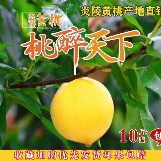 炎陵县 炎陵黄桃自家果园采摘发货10斤装包邮