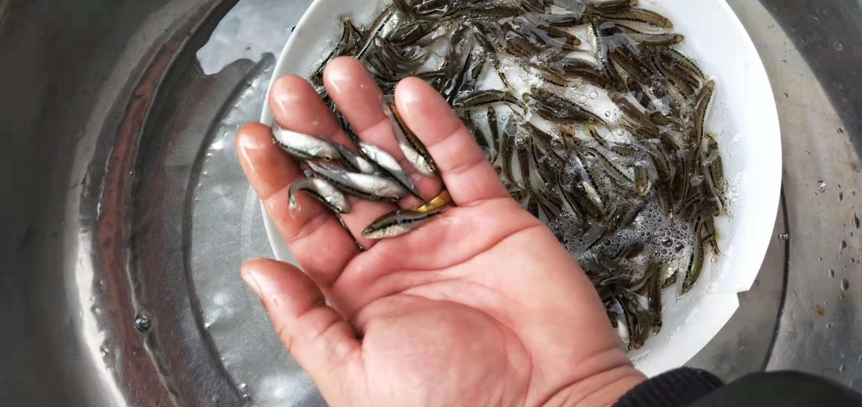 加州鲈鱼苗 驯化好加州鲈+优3号自孵水花推荐欢迎议价