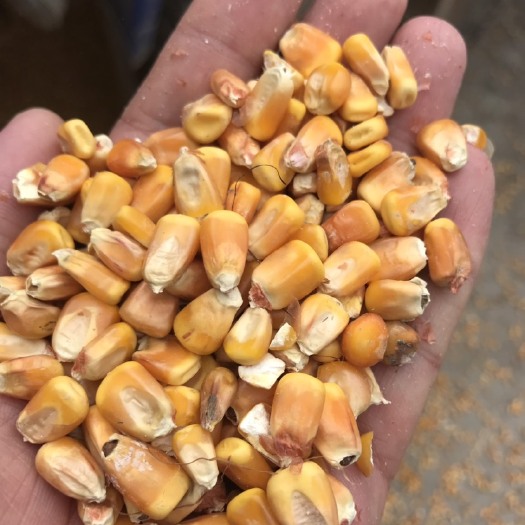 定西黄玉米粒  玉米干粮 毛货 水份14%-16%