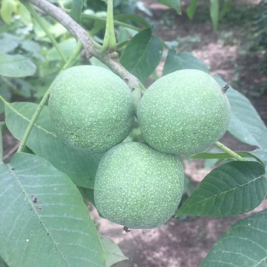 渭南 陕西渭南青皮核桃大量上市