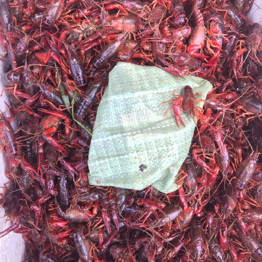 荆州荆州小龙虾 3-5 通货 基本都在3.5-4.5