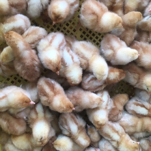 南宁 多蛋鸡苗