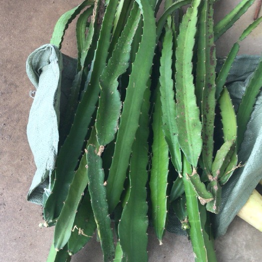 团风县 红心火龙果苗