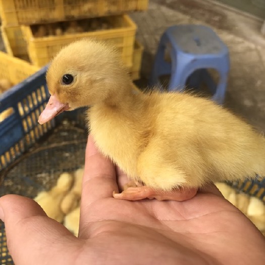 昆明桂柳鸭苗 桂柳鸭樱花鸭 技术支持 包打疫苗 现货