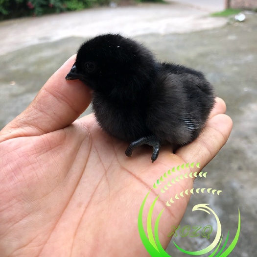 重庆市 黑鸡苗，五黑公鸡苗，山地乌骨鸡公苗！