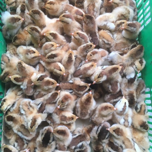 南宁土鸡苗   桂香土鸡苗
