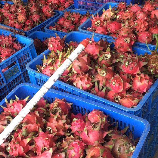 台山市 红肉火龙果
