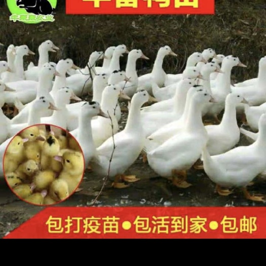广州 半番鸭鸭苗 厂家直销 存活率高
