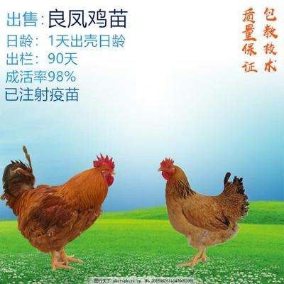 南宁良凤花鸡苗  快大型肉鸡苗