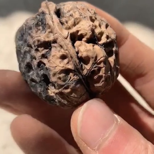 嵩明县 铁核桃