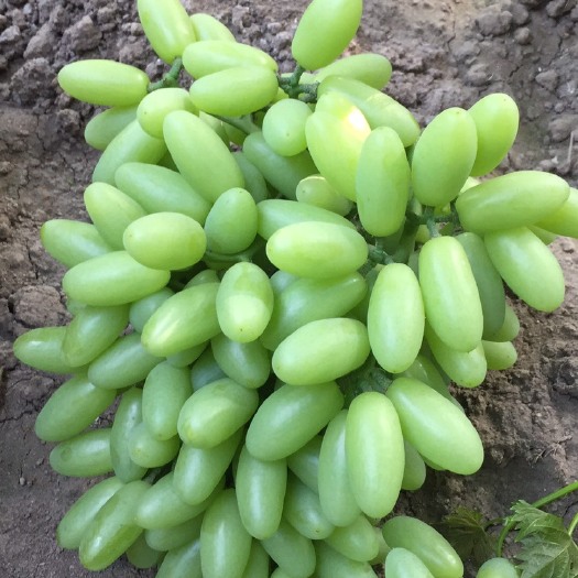 沈阳 青提 白鸡心葡萄