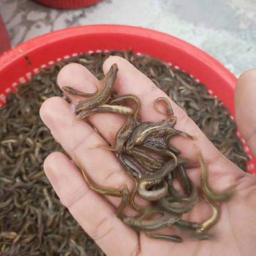 高州市 泥鳅苗
