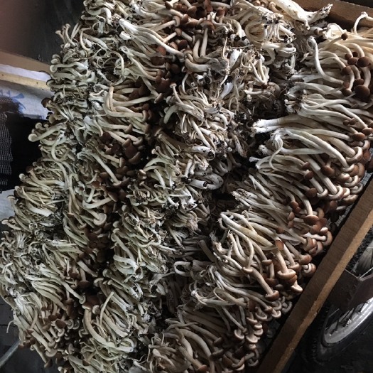 兴宁市 精品茶树菇